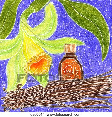 vanilla and vanilla beans View Large Illustration Stock Illustration - vanilla and vanilla beans. Fotosearch