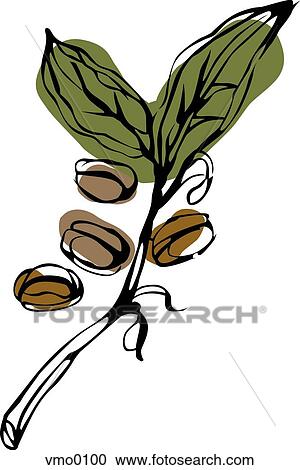 coffee beans on the vine View Large Illustration Clipart - coffee beans on the vine. Fotosearch