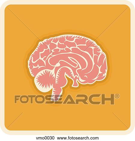 brain View Large Illustration Clipart - brain. Fotosearch