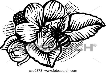 Drawing - bee and flower b/w. Fotosearch
