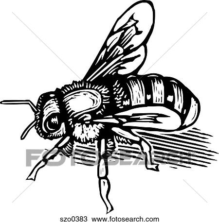 Drawing - bee in black and white. Fotosearch