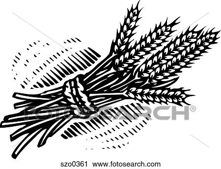 Clip Art - bundle of wheat b/w. Fotosearch
