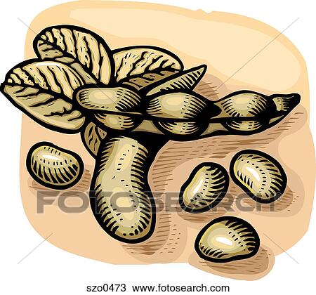 Drawing - soy beans. Fotosearch