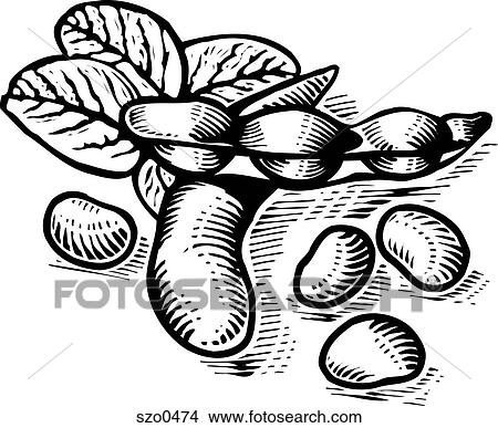 Stock Illustration - soy beans. Fotosearch