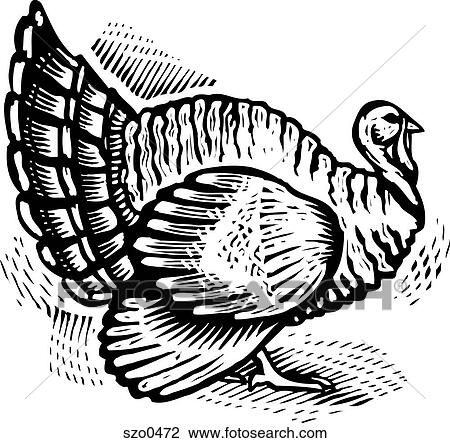 Drawing - turkey b/w. Fotosearch