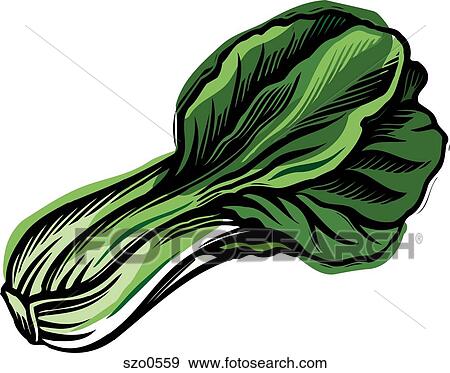 Stock Illustration - A bunch of green bok chouy. Fotosearch