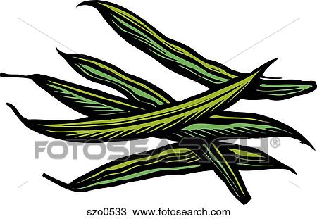 Drawing - An illustration of beans. Fotosearch