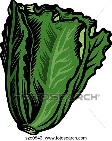 Fresh green romaine lettuce represented on a white background View Large Illustration Drawing - Fresh green romaine lettuce represented on a white background. Fotosearch