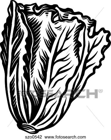 Romaine lettuce represented on a white background View Large Illustration Drawing - Romaine lettuce represented on a white background. Fotosearch