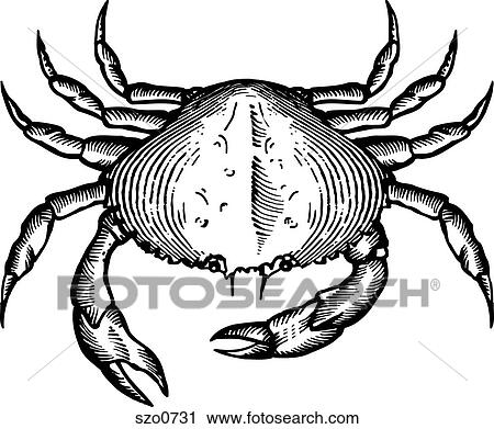 Clip Art - A black and white drawing of a dungeoness crab. Fotosearch