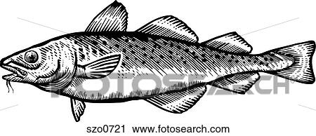 A black and white drawing of a cod View Large Illustration Clip Art - A black and white drawing of a cod. Fotosearch