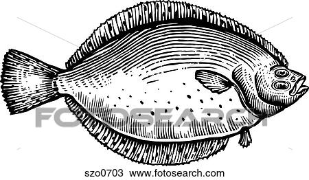 A black and white drawing of a flounder View Large Illustration Drawing - A black and white drawing of a flounder. Fotosearch