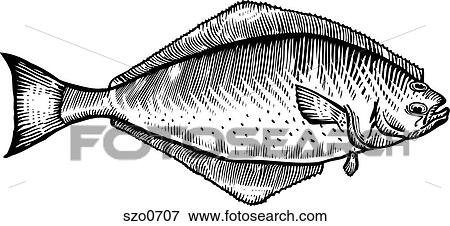 Stock Illustration - A black and white drawing of a halibut. Fotosearch