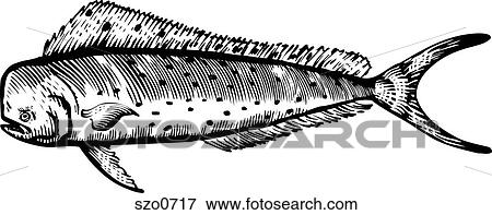 A black and white drawing of a mahi mahi View Large Illustration Stock Illustration - A black and white drawing of a mahi mahi. Fotosearch
