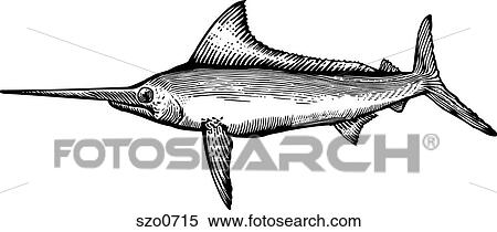 A black and white drawing of a marlin View Large Illustration Stock Illustration - A black and white drawing of a marlin. Fotosearch