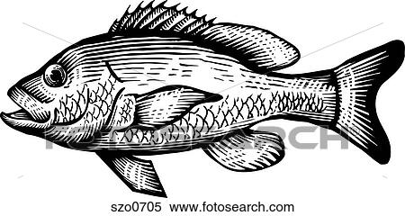 Stock Illustration - A black and white drawing of a red snapper. Fotosearch