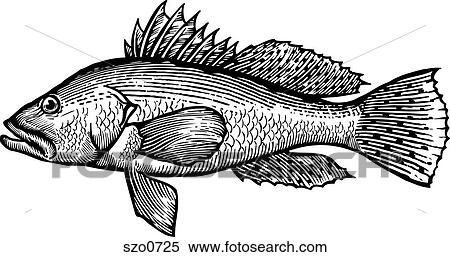 Stock Illustration - A black and white drawing of a sea bass. Fotosearch