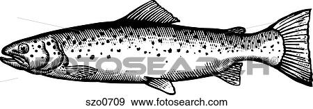 A black and white drawing of a sea trout View Large Illustration Stock Illustration - A black and white drawing of a sea trout. Fotosearch