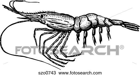 A black and white drawing of a shrimp View Large Illustration Drawing - A black and white drawing of a shrimp. Fotosearch