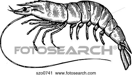 Clip Art - A black and white drawing of a tiger prawn. Fotosearch
