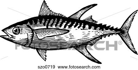 Stock Illustration - A black and white drawing of a yellow fin tuna. Fotosearch