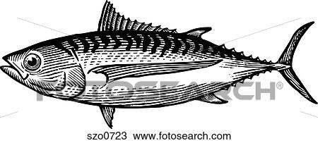 Drawing - A black and white drawing of an albacore tuna. Fotosearch