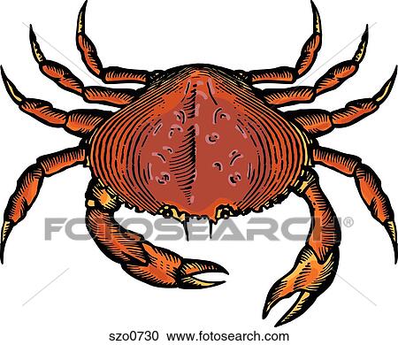 A drawing of a dungeoness crab View Large Illustration Clipart - A drawing of a dungeoness crab. Fotosearch