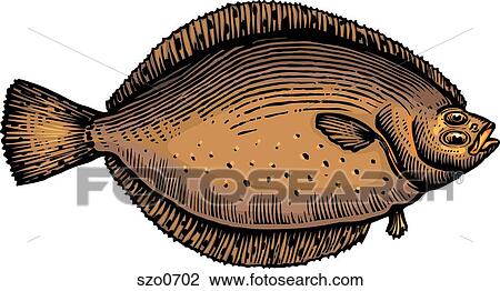 A drawing of a flounder View Large Illustration Drawing - A drawing of a flounder. Fotosearch
