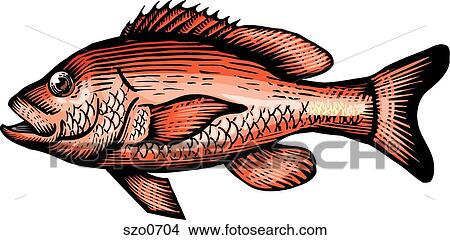 A drawing of a red snapper View Large Illustration Stock Illustration - A drawing of a red snapper. Fotosearch