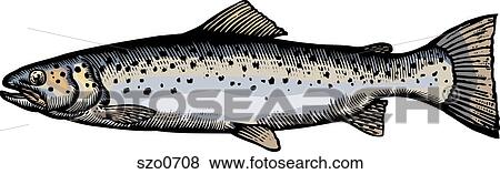 A drawing of a sea trout View Large Illustration Stock Illustration - A drawing of a sea trout. Fotosearch