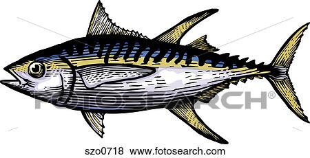 Stock Illustration - A drawing of a yellow fin tuna. Fotosearch