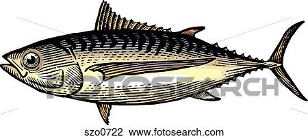 A drawing of an albacore tuna View Large Illustration Drawing - A drawing of an albacore tuna. Fotosearch