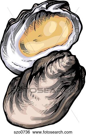 A drawing of an oyster View Large Illustration Stock Illustration - A drawing of an oyster. Fotosearch
