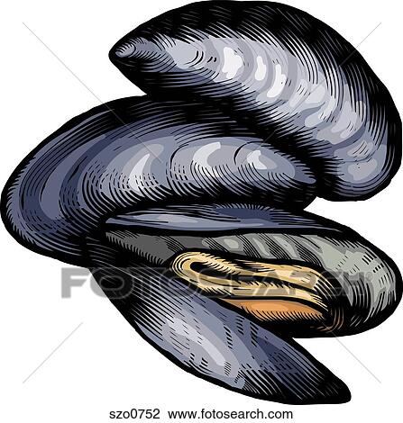 Drawing - An illustration of blue mussels. Fotosearch