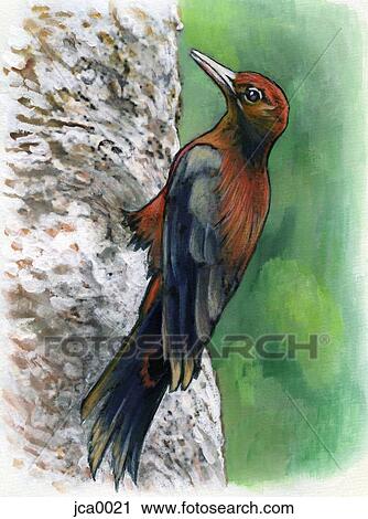 A drawing of an okinawa woodpecker View Large Illustration Clip Art - A drawing of an okinawa woodpecker. Fotosearch