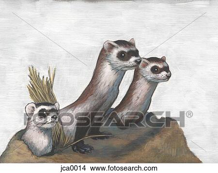A picture of three blackfoot ferrets View Large Illustration Stock Illustration - A picture of three blackfoot ferrets. Fotosearch