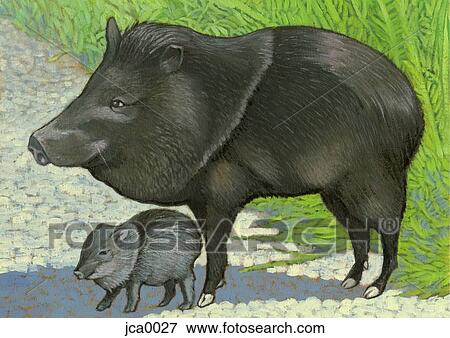 Stock Illustration - An illustration of a collard peccary. Fotosearch