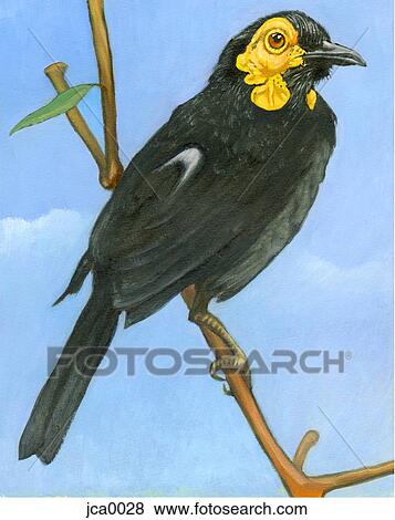 An illustration of a honeyeater View Large Illustration Stock Illustration - An illustration of a honeyeater. Fotosearch