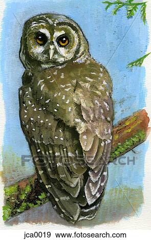 An illustration of a northern spotted owl View Large Illustration Stock Illustration - An illustration of a northern spotted owl. Fotosearch
