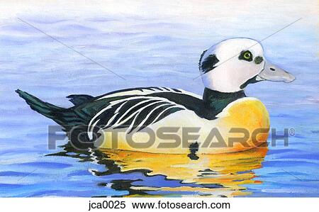 An illustration of a stellers eider View Large Illustration Stock Illustration - An illustration of a stellers eider. Fotosearch