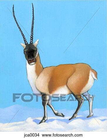 An illustration of a tibetan antelope View Large Illustration Stock Illustration - An illustration of a tibetan antelope. Fotosearch