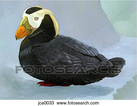 An illustration of a tufted puffin View Large Illustration Drawing - An illustration of a tufted puffin. Fotosearch