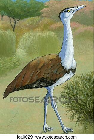 An illustration of an indian bustard View Large Illustration Stock Illustration - An illustration of an indian bustard. Fotosearch