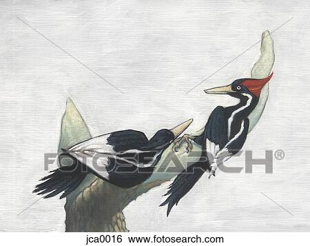 Stock Illustration - An illustration of two ivory billed wood pecker. Fotosearch