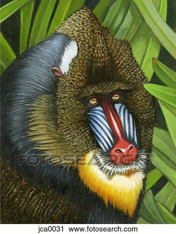 Illustration of a mandrill View Large Illustration Clip Art - Illustration of a mandrill. Fotosearch