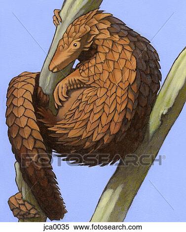 Stock Illustration - Illustration of a tree pangolin'. Fotosearch