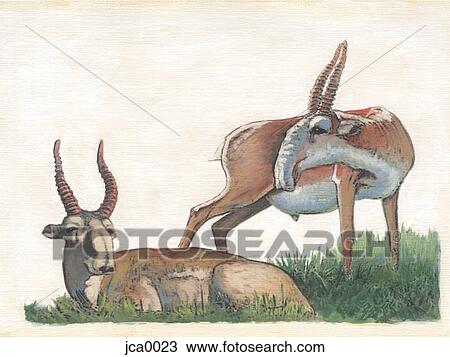Drawing - Illustration of two saigas. Fotosearch