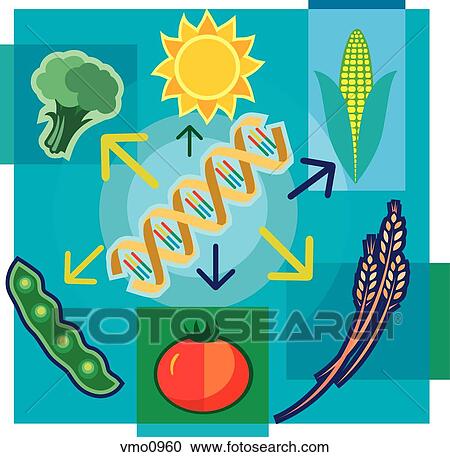 Clipart - Montage illustration about genetically modified food containing DNA, sun, vegetables and wheat. Fotosearch