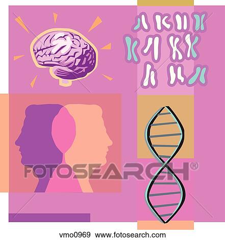 Montage illustration about genetics containing two heads, DNA, a brain and chromosomes View Large Illustration Stock Illustration - Montage illustration about genetics containing two heads, DNA, a brain and chromosomes. Fotosearch