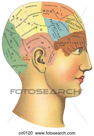 Clipart - A vintage diagram of the different psychological areas in the brain. Fotosearch